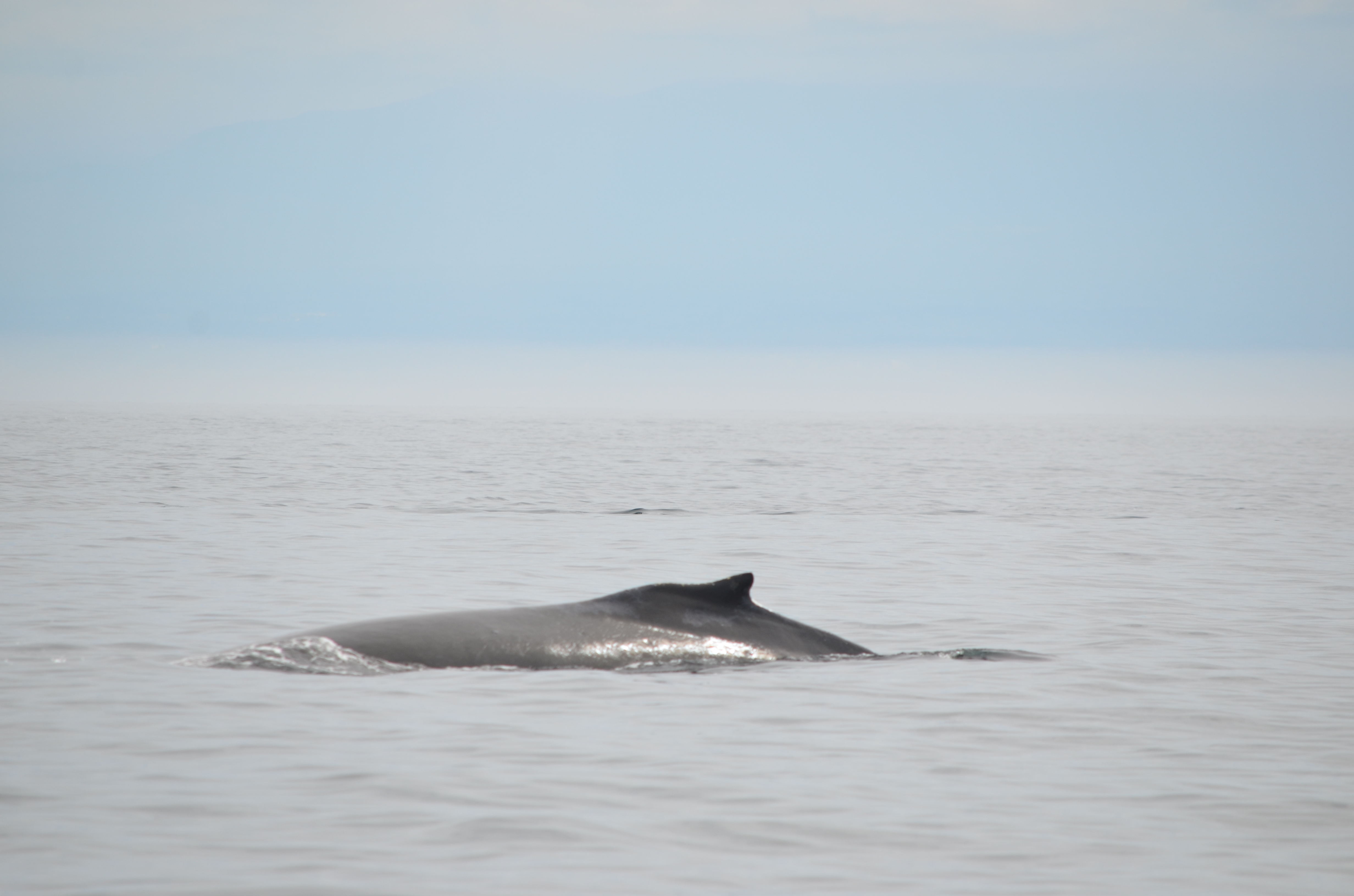 photos/wildlife/Mammal_Species/Humpback Whale/DSC_0143.JPG